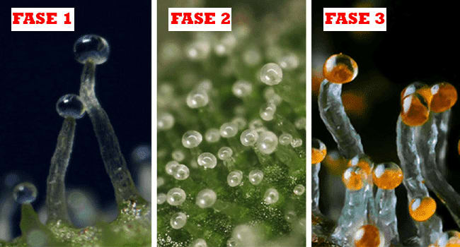 fase trikoma ganja